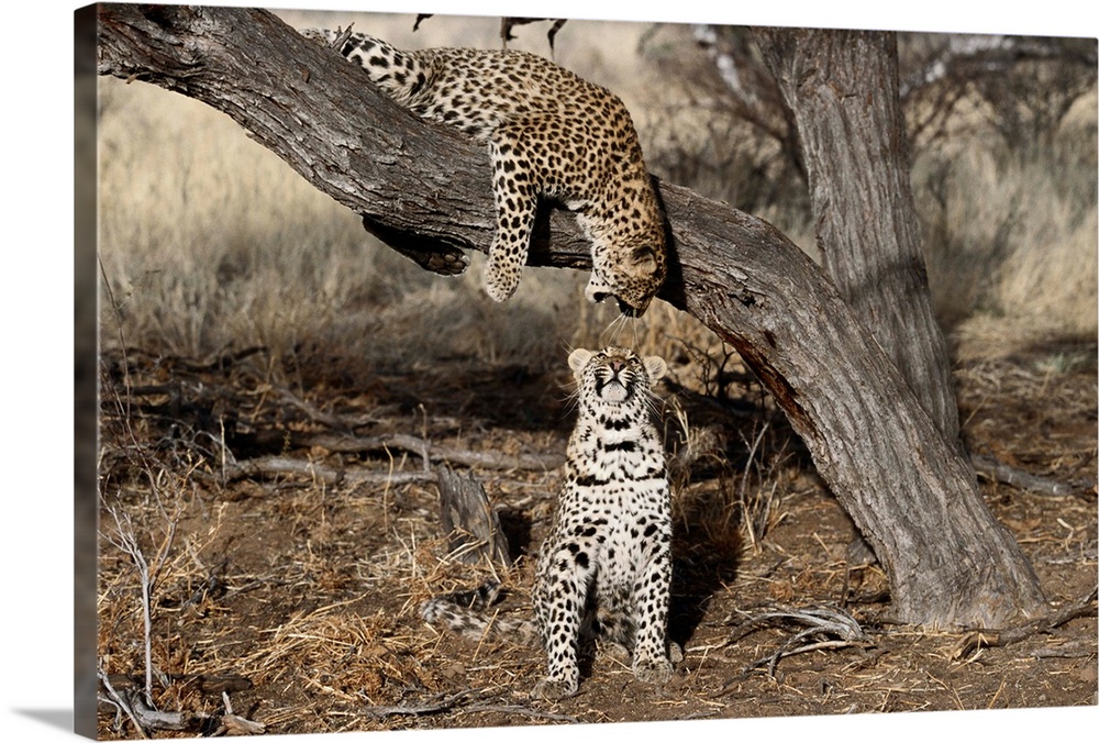 Leopard, Sabi Sands Game Reserve, South Africa