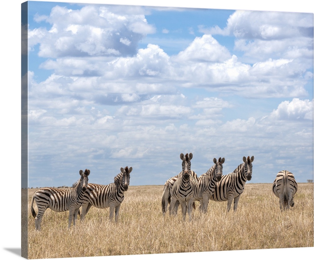 Zebra herd in the long dry summer grass at Makgadikgadi Pans.