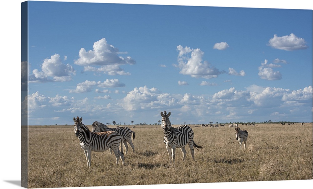 Herds of zebra stretch to the horizon out in the Makgadikgadi Pans.