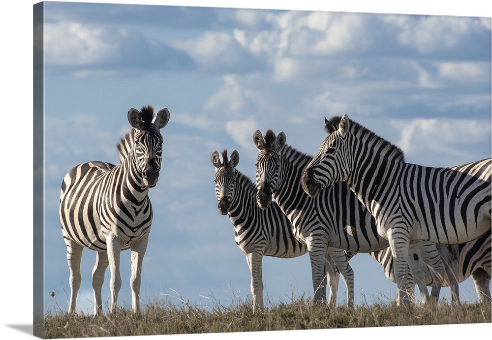 Low angle view of a group of zebra with the clouds behind them.