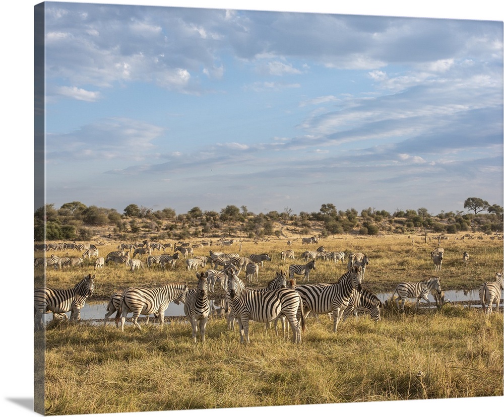 Part of one of the largest migrations of mammals in the world. Zebra arrive at the Boteti river in Botswana.