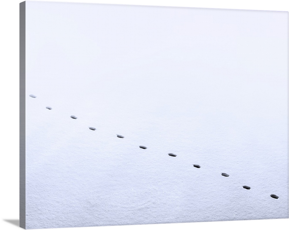 A line of single footsteps in the untouched snow.