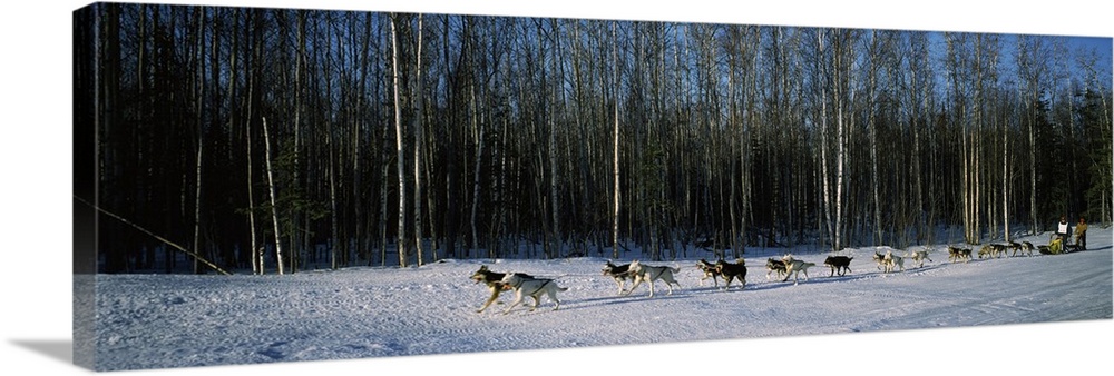 18 huskies begin the long haul of 1049 miles to Nome, John Barron in Iditarod Race 1991, Alaska