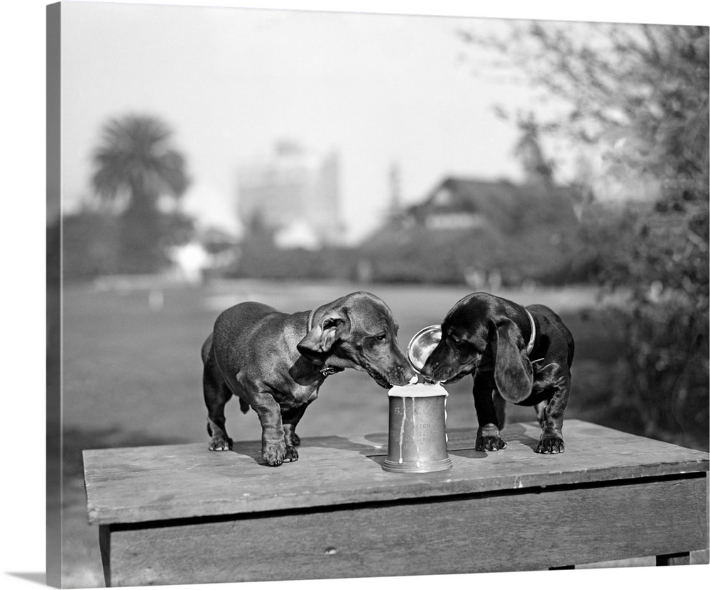 1890s Two Dachshund Puppies Lapping Beer From Stein.