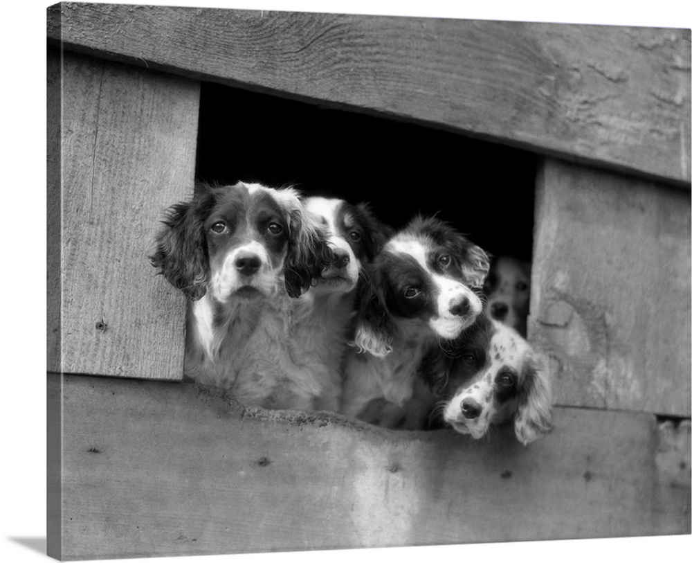 1920's 1930's Group Of English Setter Pups With Heads Sticking Out Of Opening In Kennel Looking At Camera.