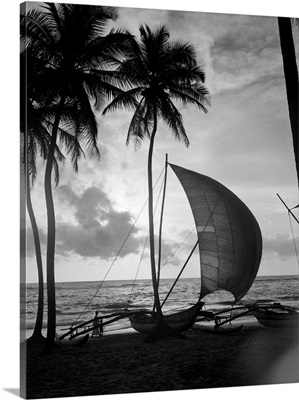 1930's Single Catamaran On Tropical Beach At Sunset Palm Trees Sri Lanka