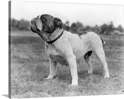 1930's Stubborn Strong Bull Dog Standing Full Figure In Profile Outdoors In Grass