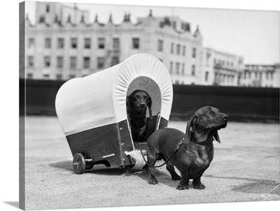 1930s Two Dachshund Dogs One Pulling The Other In Small Covered Wagon