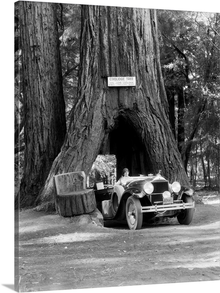 1930's Woman Driving Convertible Car Through Opening In Giant Sequoia Tree Trunk Coolidge Tree Mendocino California.