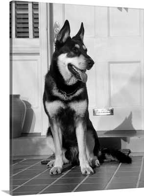 1950's German Shepherd Dog Sitting Outside Front Door Of Home Guard Security Protection