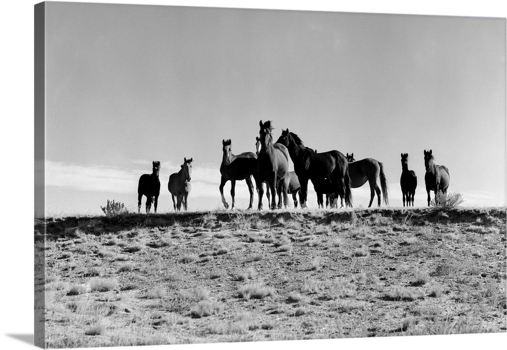 1950's Large Group Of Wild Horses In Open Field.