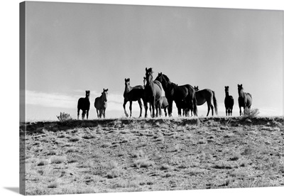 1950's Large Group Of Wild Horses In Open Field