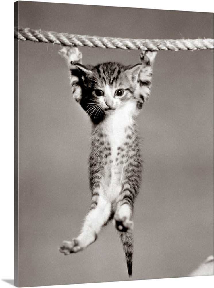 1950's Little Kitten Hanging From Rope Looking At Camera.