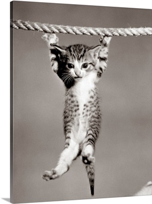 1950's Little Kitten Hanging From Rope Looking At Camera
