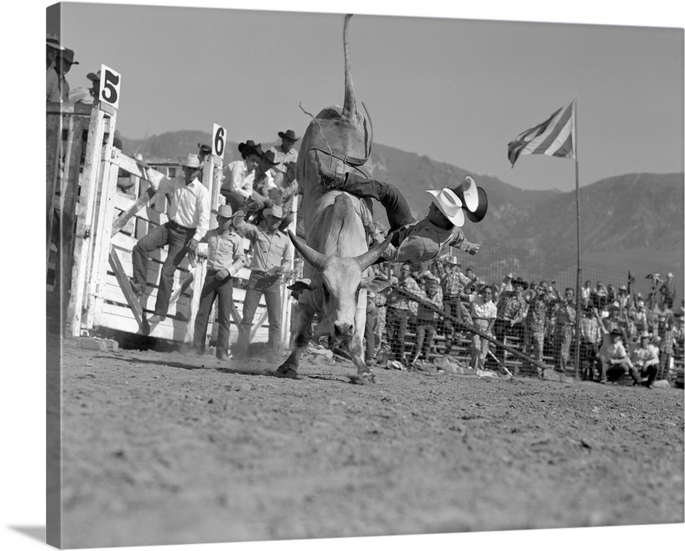 1950s Rodeo Bull Rider Male Cowboy Falling Off Bull.