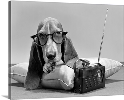 1960s Basset Hound Wearing Eye Glasses Lying On Pillow Listening To Radio