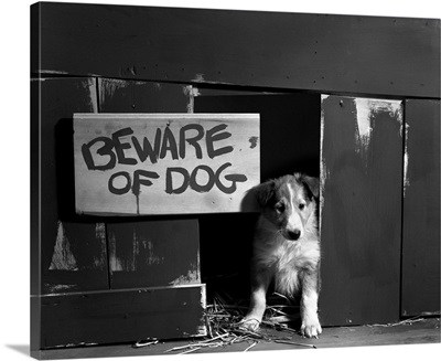 1960s Collie Dog Puppy Sitting In Door Of Doghouse Beware Of Dog Sign