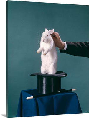 1960s Hand Of Magician Pulling White Rabbit Out Of Black Top Hat