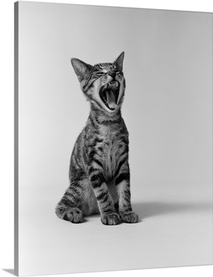 1960's Kitten Sitting