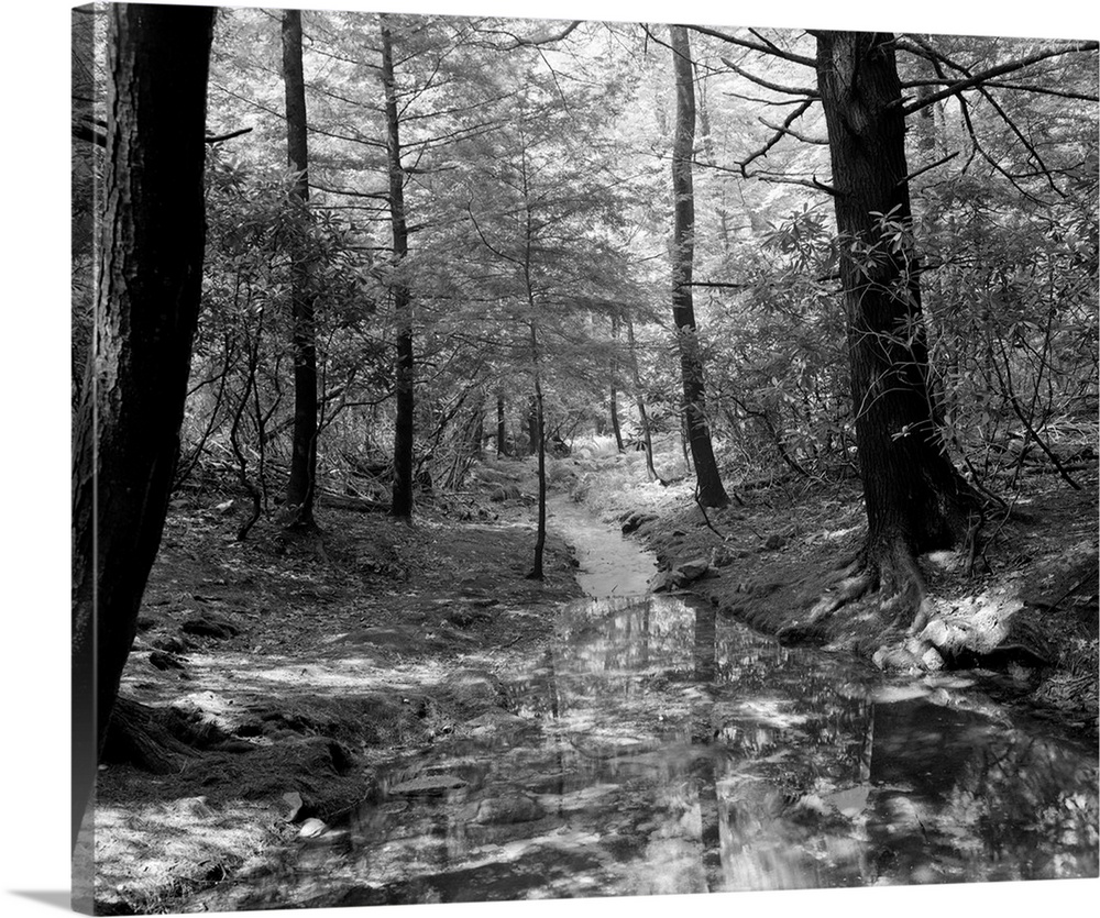 1970's Creek Running Though Woods.