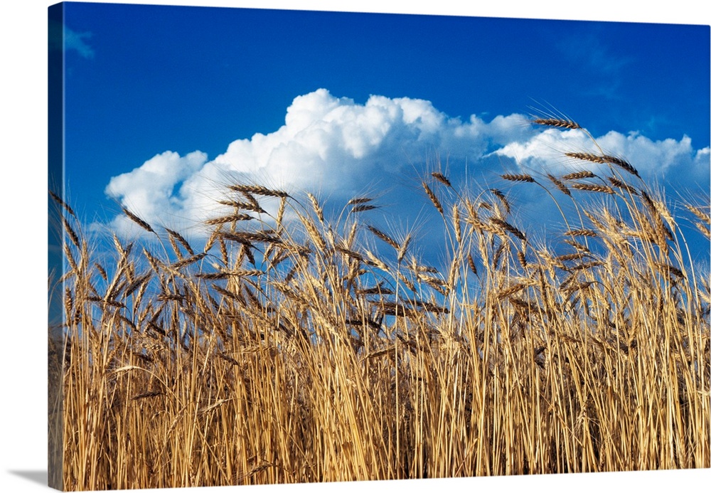 1970s Field Of Wheat Stalks Blue Sky And Clouds.