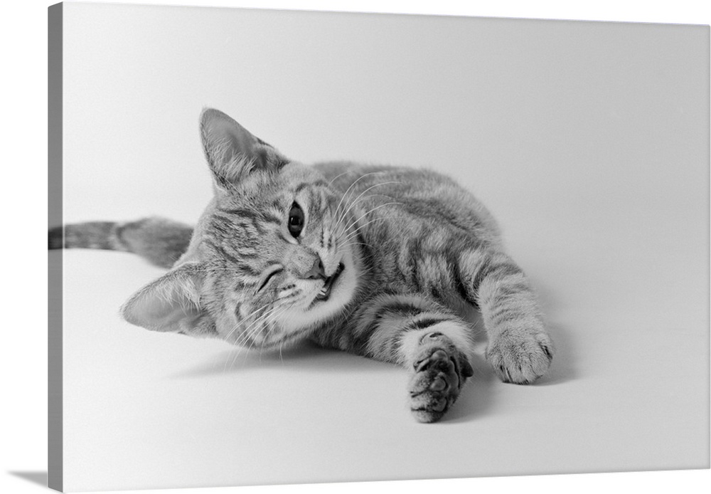 1970's Head On View Of Young Striped Cat Stretching Out On Floor One Eye Closed Indoor.