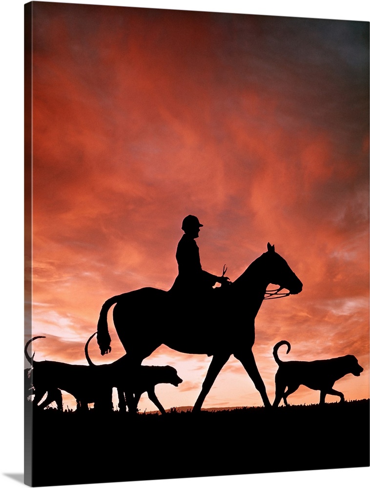 1970s Silhouetted Anonymous Man Riding Horseback With Foxhound Dogs On Fox Hunt.