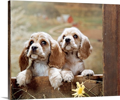 1970s Two Cocker Spaniel Puppies Leaning On Edge Of Wood Fence, Farm In Distance