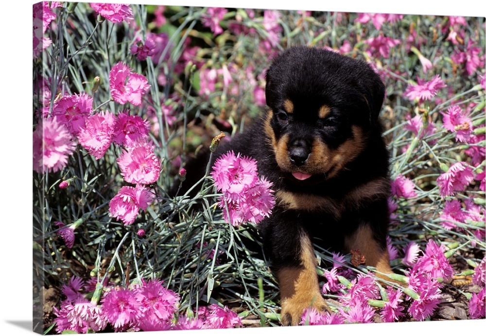 1990s Rottweiler Puppy Dog Sitting In Pink Carnations.