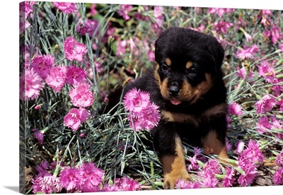 1990s Rottweiler Puppy Dog Sitting In Pink Carnations