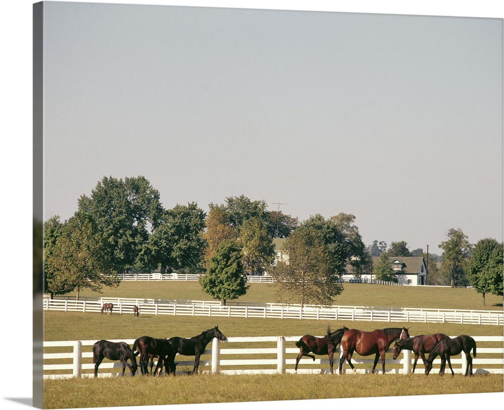 1990's Small Group Of Horses Beside White Pasture Fence Late In Summer.