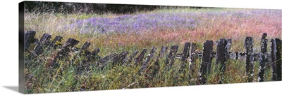 A patch of lupine encroaches on an old fence line in Quail Hollow Ranch County Park