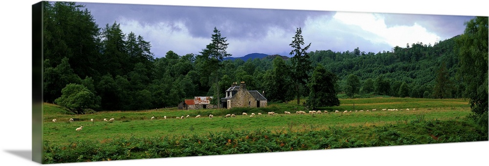 Abandoned Farmhouse with Sheep Glen Strathfarrar Highlands Scotland