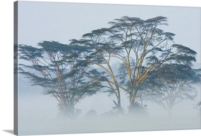 Acacia Trees covered by mist, Lake Nakuru, Kenya