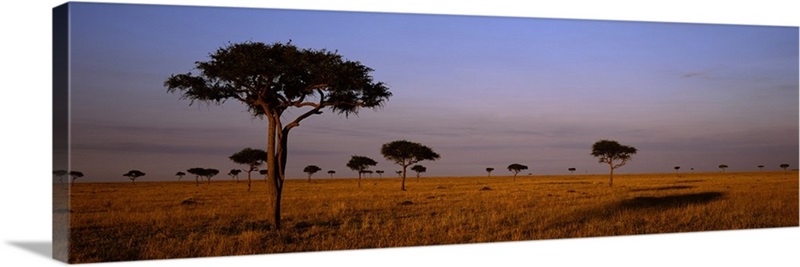 Acacia Trees on a landscape, Masai Mara, Kenya, Africa | Great Big Canvas