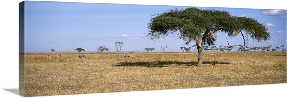 Acacia trees with weaver bird nests, Antelope and Zebras, Serengeti National Park, Tanzania