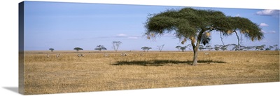 Acacia trees with weaver bird nests, Antelope and Zebras, Serengeti National Park, Tanzania