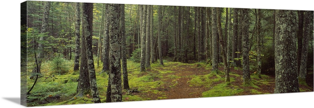 Panoramic photograph on a big wall hanging of a small path surrounded by moss covered ground and a dense forest of trees, ...