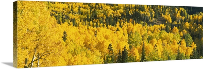 Aerial view of aspen trees in a forest, southern Colorado Wall Art ...