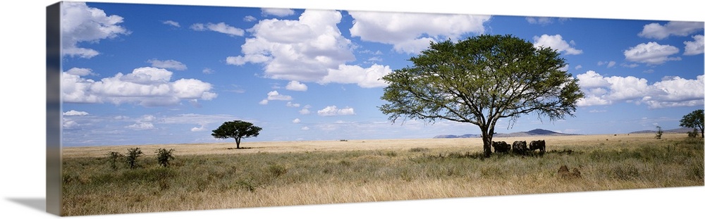 Panoramic photograph on a giant canvas of several elephants resting beneath a shade tree in a vast, grassy landscape benea...