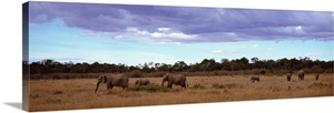 Africa, Kenya, Masai Mara National Reserve, Elephants in national park image thumbnail