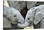 African Elephant Calves Loxodonta Africana Holding Trunks Tanzania 