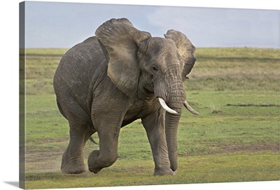 African elephant (Loxodonta Africana) running in a field, Ngorongoro Crater, Arusha Region, Tanzania