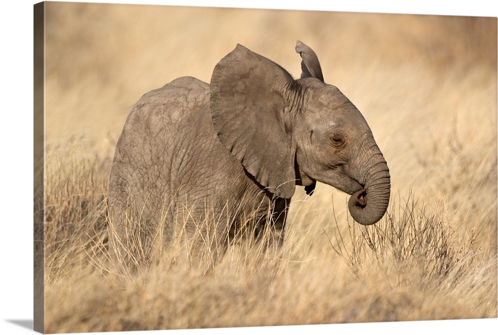 African elephant (Loxodonta africana) on grassy field, Kenya