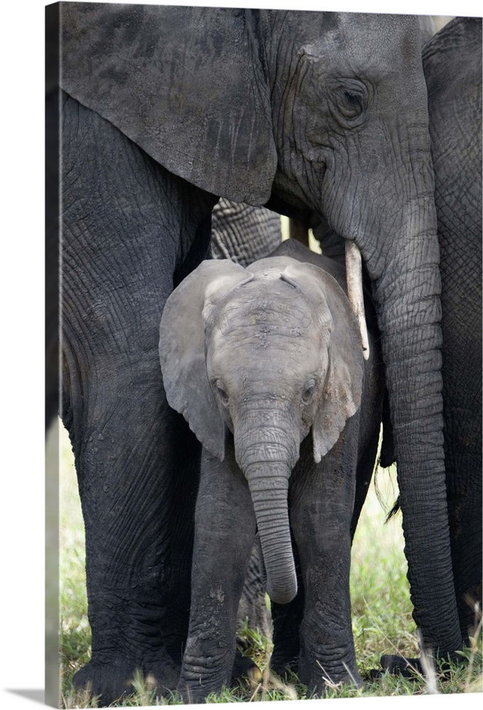 African elephant with its calf in a forest, Tarangire National Park