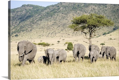 African elephants in a forest, Masai Mara National Reserve, Kenya