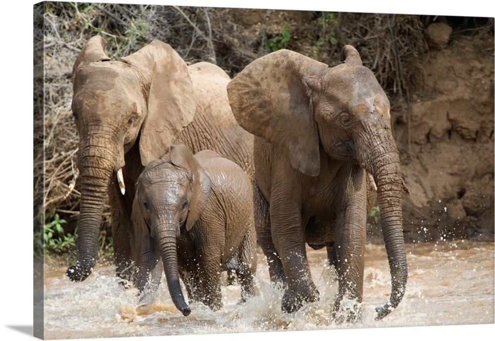 Wall docor of three elephants having fun and splashing in water in African.