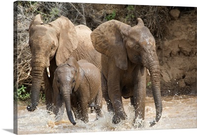 African elephants (Loxodonta africana) playing with water, Samburu National Park, Rift Valley Province, Kenya