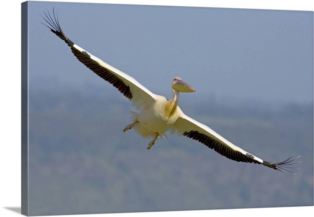 African great white pelican