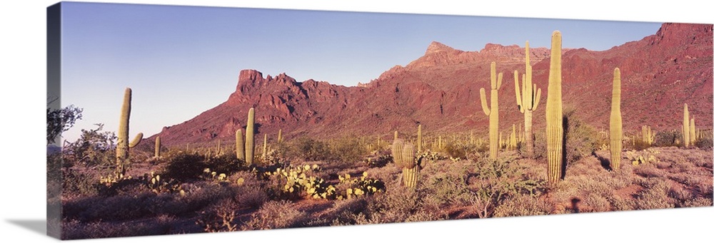 Panoramic of the Alamo Canyon red desert hills behind the arid flats with many types of cacti.